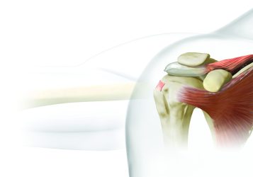 3d rendered illustration of the human skeleton